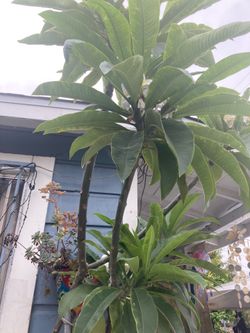 Plumeria s