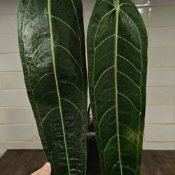 QUEEN Anthurium Warocqueanum LARGE