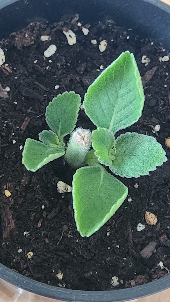 Boldo Plant