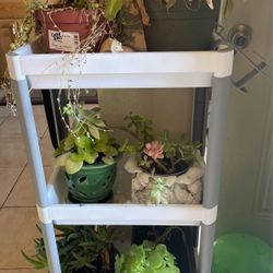 Plants 🪴 For Sale 