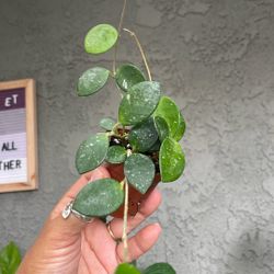 Hoya Mathilde Wax flower Plant