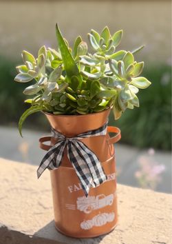 Fall Succulent Arrangement – $15