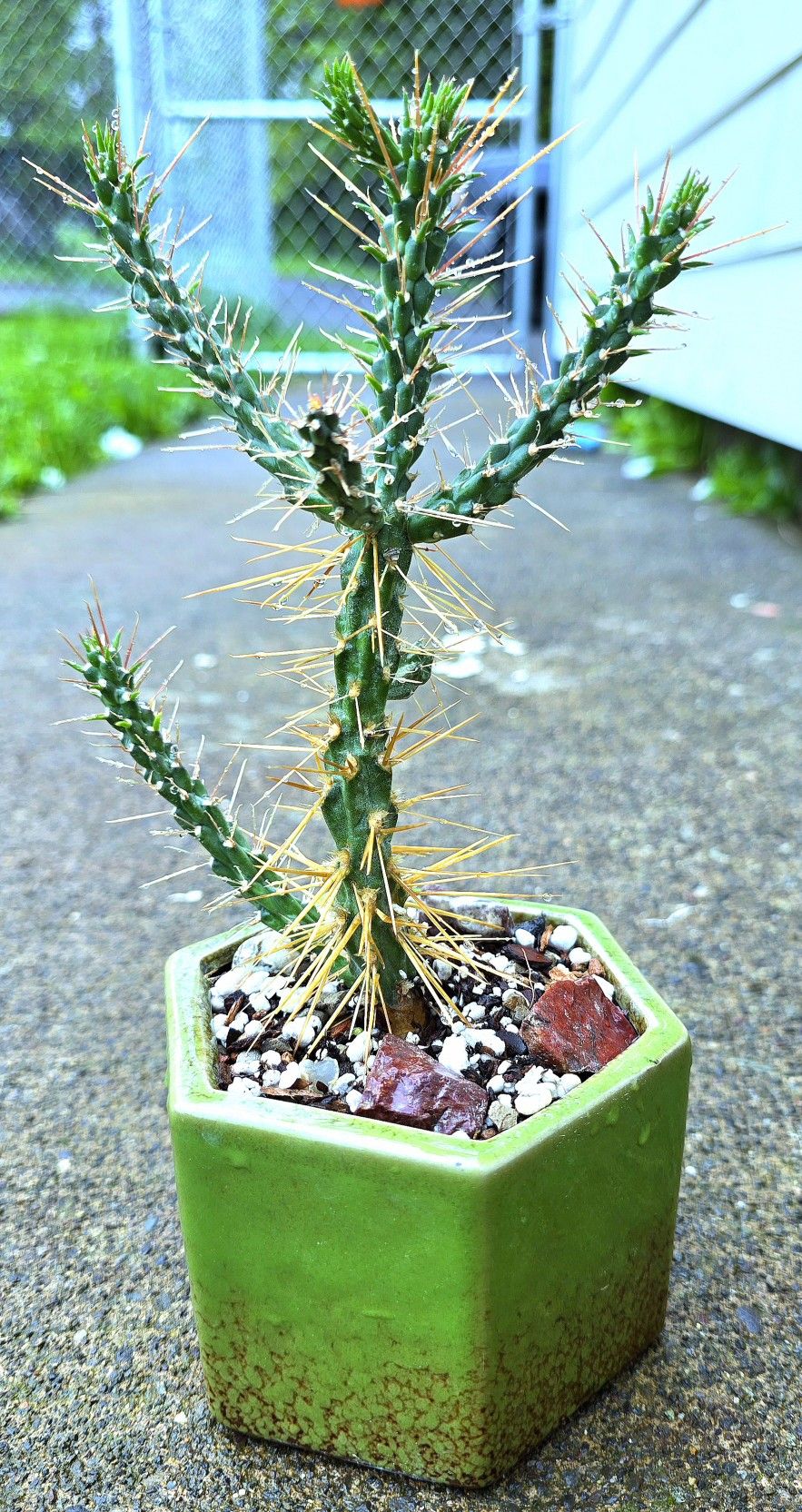 INSANELY RARE & CRITICALLY ENDANGERED!!! Potted Cylindropuntia Hystrix 