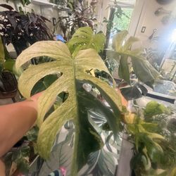 Monstera jungle mint for Sale in Ontario, CA - OfferUp