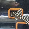 Plecos