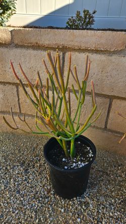 Pencil Cactus (Firesticks) - 'Euphorbia tirucalli' (1-Gallon) Plant