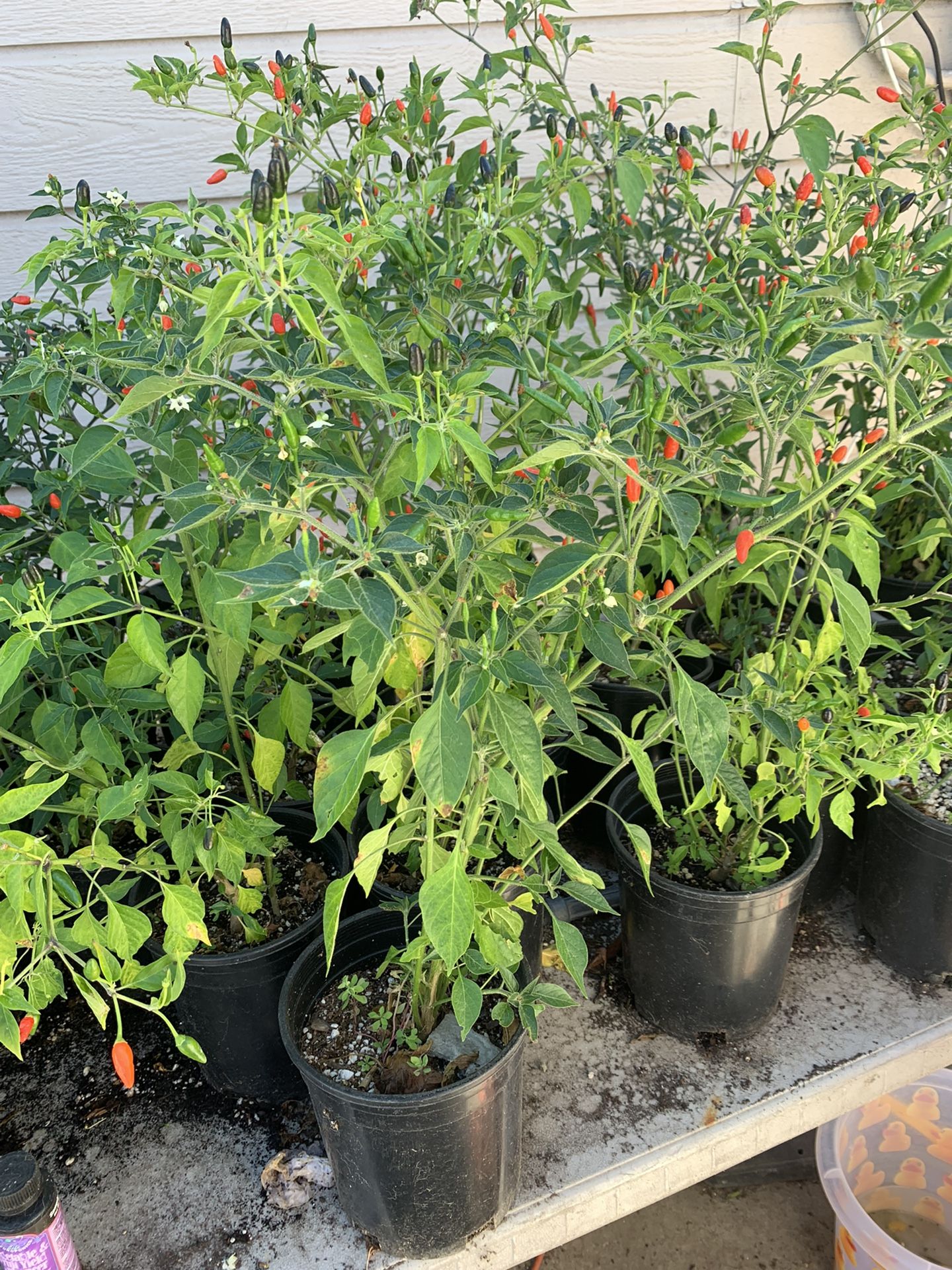 Plantas de Chile diente De Perro