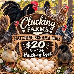 Serama hatching eggs