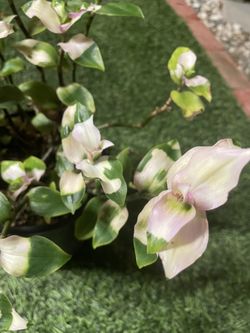Blushing Bride Plant