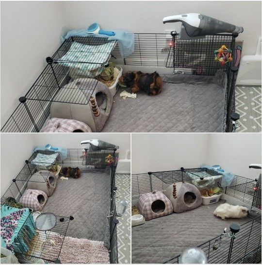 Guinea Pig Cage and Accessories 