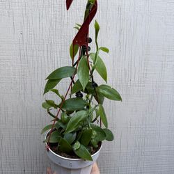 6” vanilla orchid