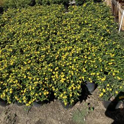 Lantana