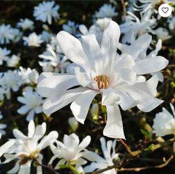 $115 Royal Star Magnolia