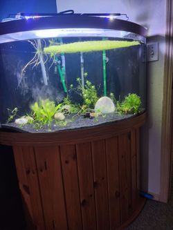 60 gal corner tank, 2 eheim classic 600
