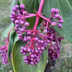 MEDINILLA MYRIANTHA (3 Gallon Pot) Beautiful Flowers 