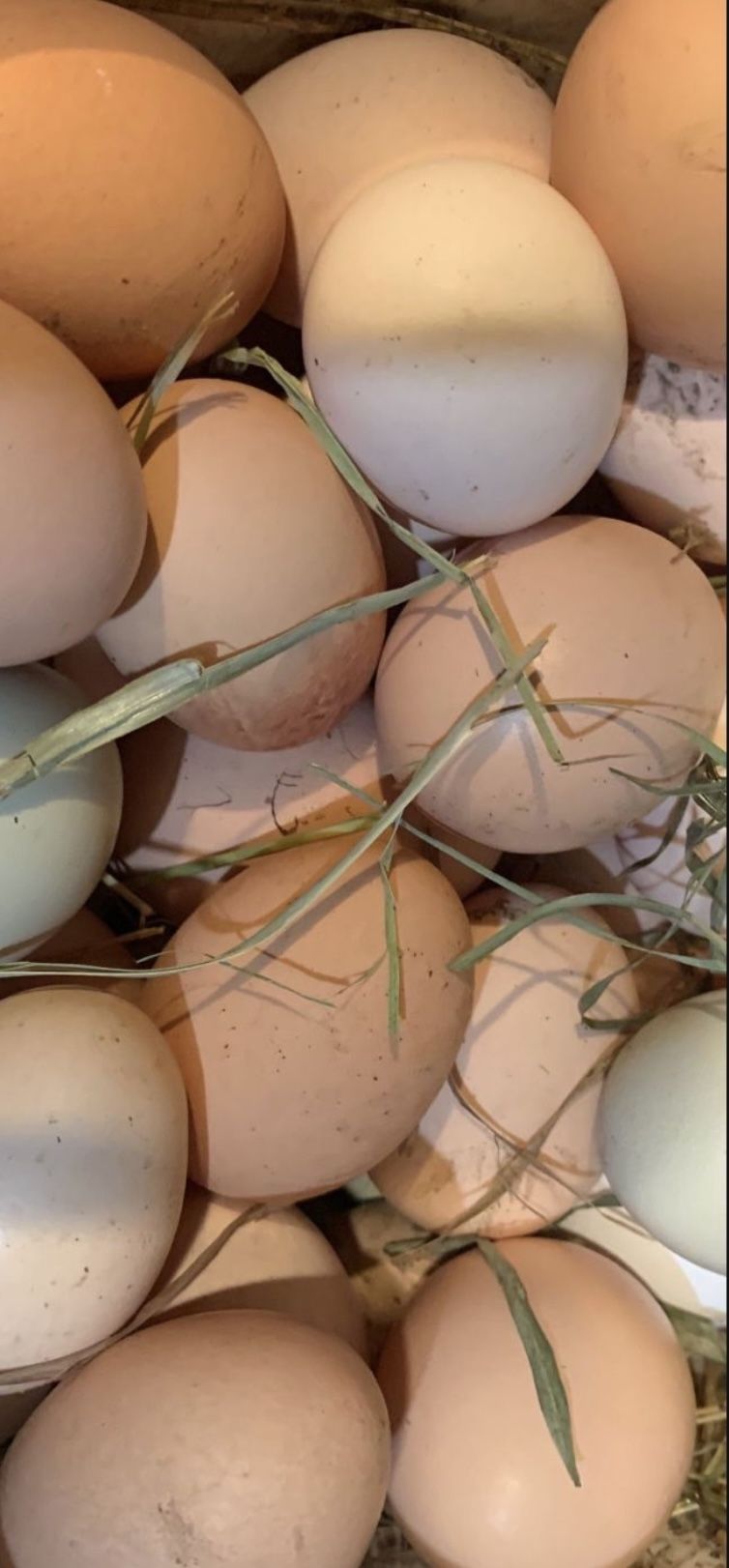Farm Fresh Free Rang Chicken Eggs