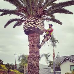Palms Trimming 