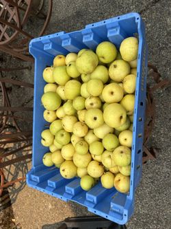 Box Asian Pears