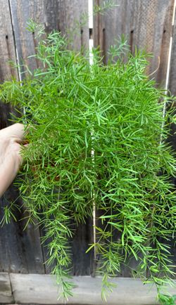 Asparagus fern