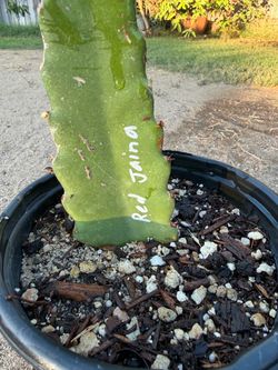 Red Jaina Rooted Dragon Fruit