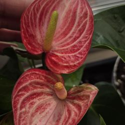 Red Anthurium Blooming Plant