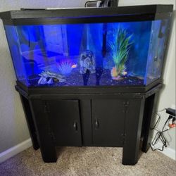 Fish Tank 