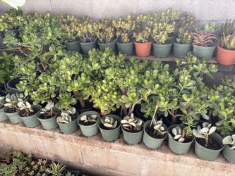 Jade Plants
