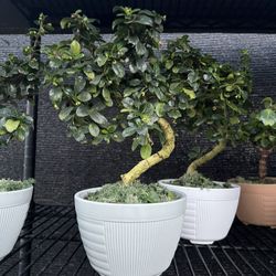 Fukien Tea Bonsái In 6” Ceramics Pot. SPECIAL PRICE 🤩