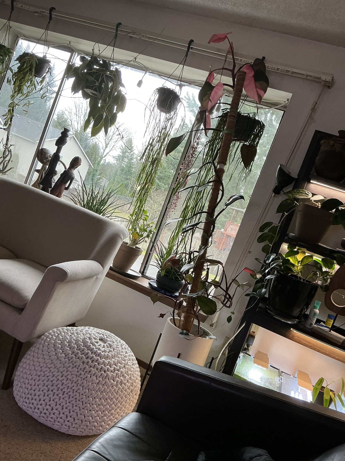 6 Ft Pink Princess Philodendron Plant