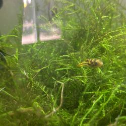 Live Aquatic Aquarium Fish Tank Moss 