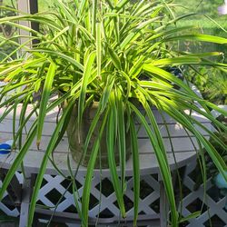 Healthy and fabulous spider plant