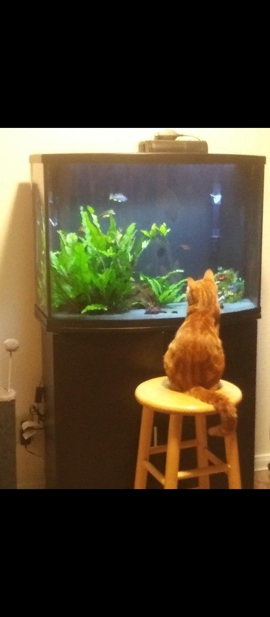 Fish Tank/ W Accessories