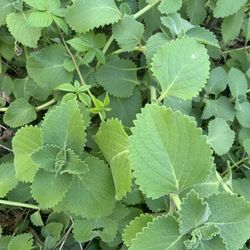 Organic Cuban Oregano 