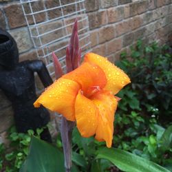 Wonderful Patio Plants