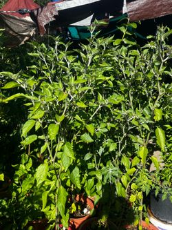 Plantas de chile negro y abanero y pikin y cheltepin