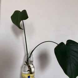 Monstera Cutting