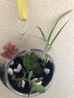 Terrarium planter