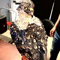 Montefiori Collection : Hawk perched on Gloved hand