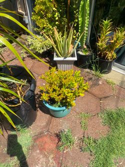 Plantas