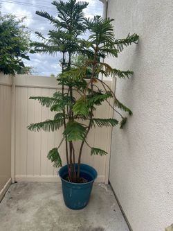 Xmas plant tree