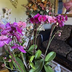 Orchids