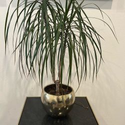 Beautiful Live plant with gold plated vase 