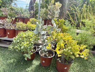 Variety Of Succulents Plants