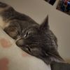 Kat