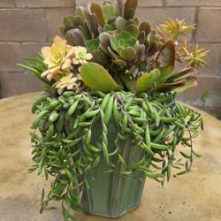 Decoration Suculents Plants 