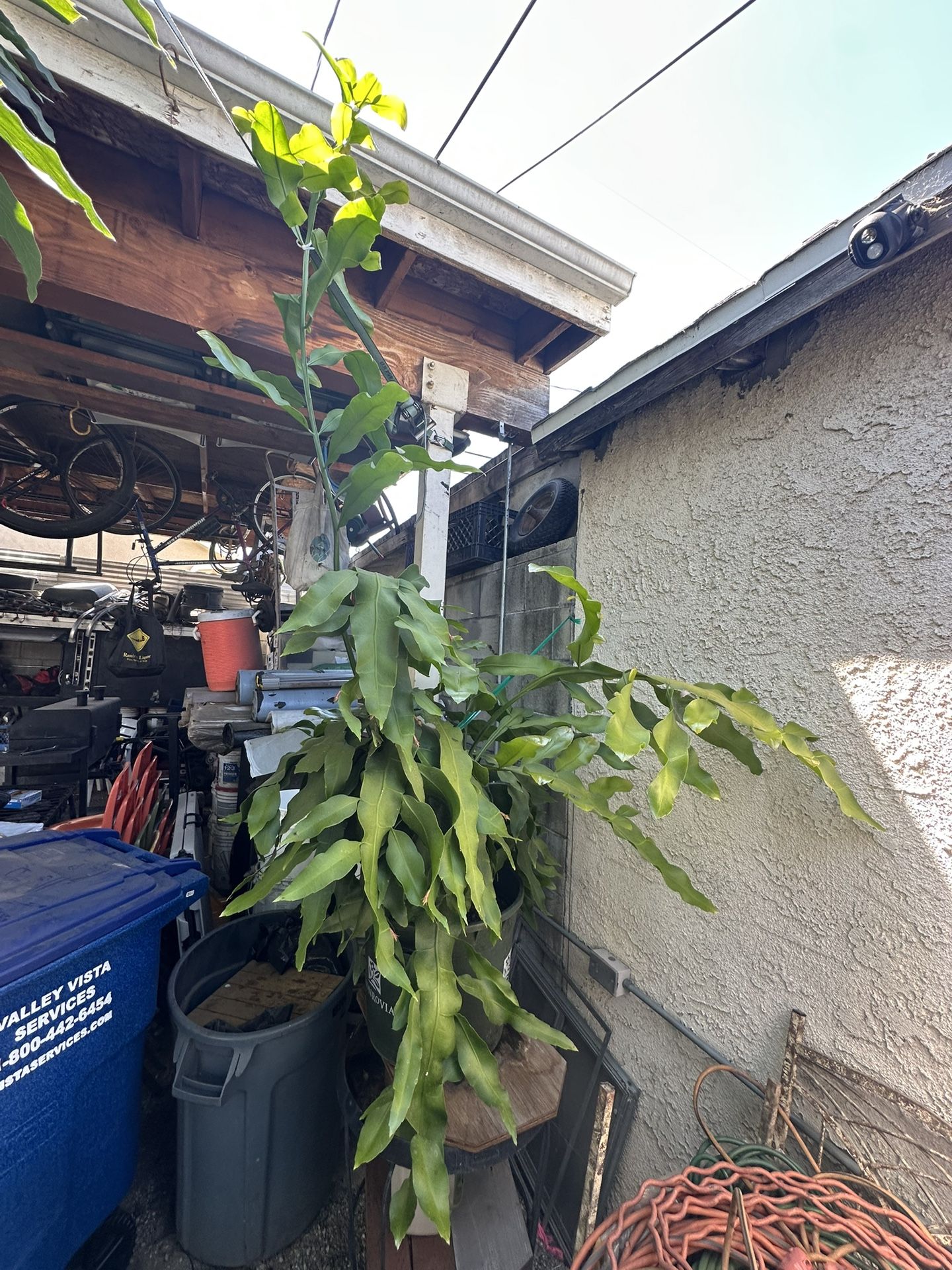 Reina De La Noche/ Queen Of The Night