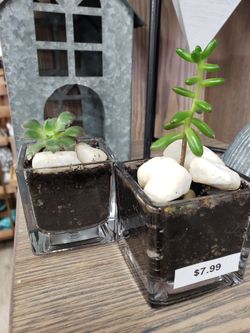 Plants