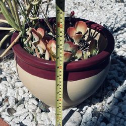 Plants And Pot