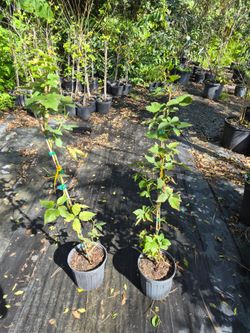Prime ark freedom blackberry plants