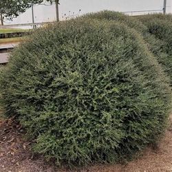 2.25gal Bordeaux Yaupon Holly Shrubs $10 Each
